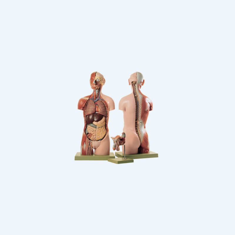 Anatomical Models