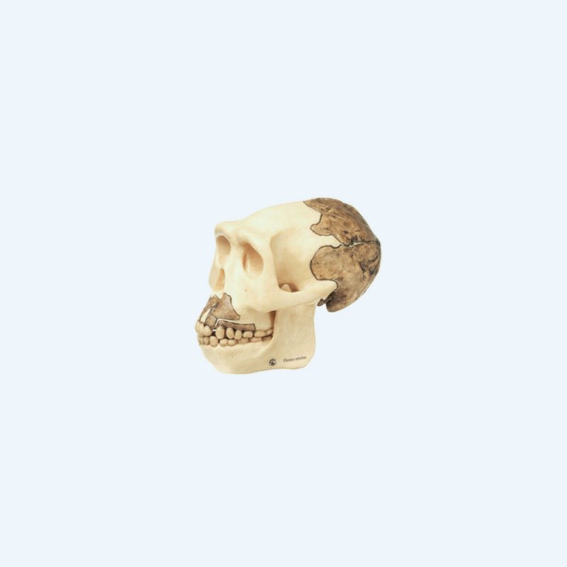Anthropology Models