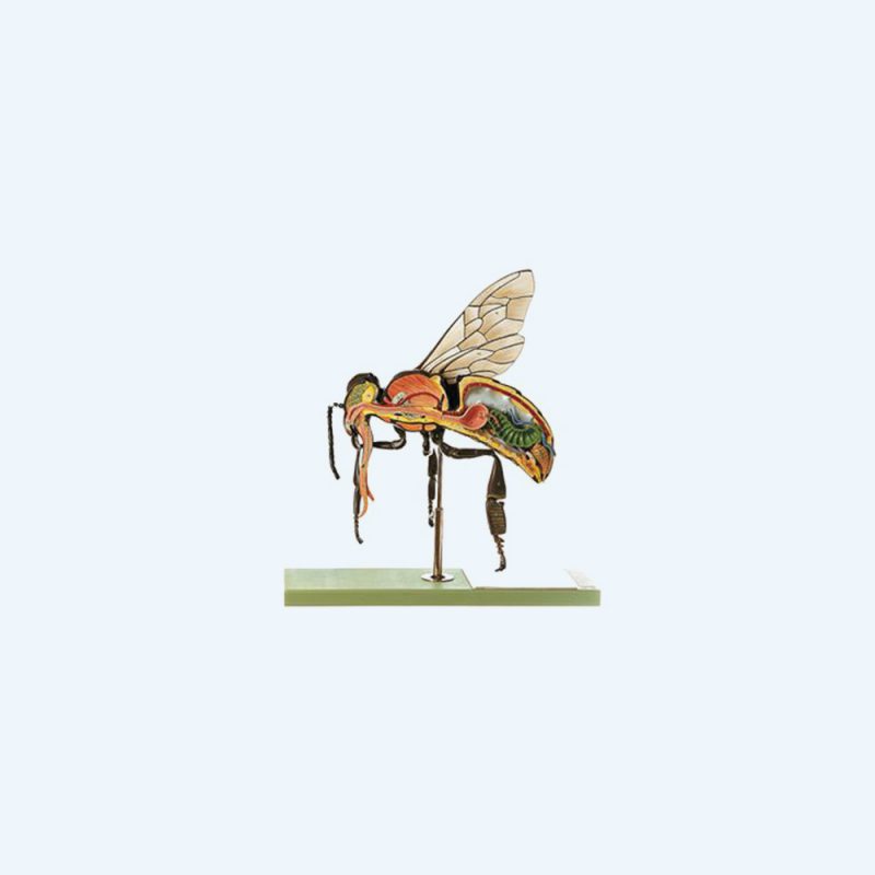 Zoology Models